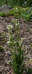 Arabis pycnocarpa