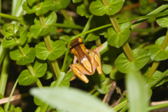 Dendropsophus leucophyllatus