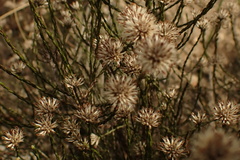 Stoebe microphylla