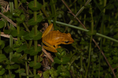 Boana multifasciata