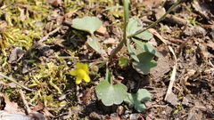 Ranunculus harveyi