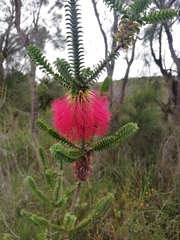 Melaleuca sparsa