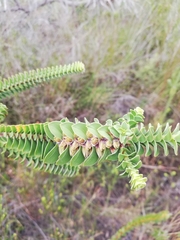 Melaleuca sparsa