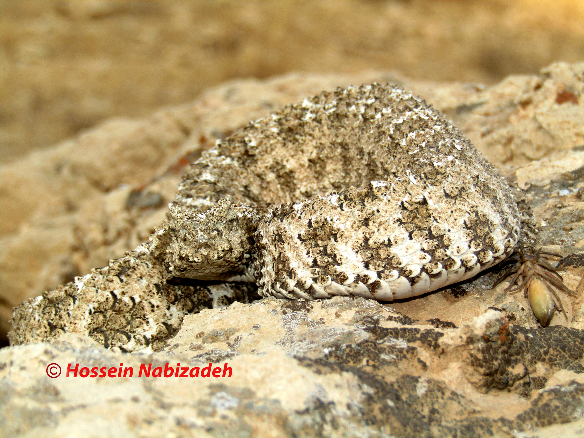 Spider-Tailed Horned Viper Animal Facts  Pseudocerastes urarachnoides -  A-Z Animals