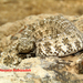 Pseudocerastes urarachnoides - Photo (c) hossein_nabizadeh, μερικά δικαιώματα διατηρούνται (CC BY-NC)