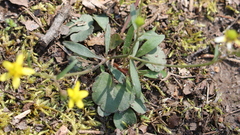 Ranunculus harveyi