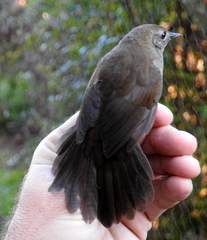 Bradypterus sylvaticus