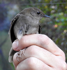 Bradypterus sylvaticus