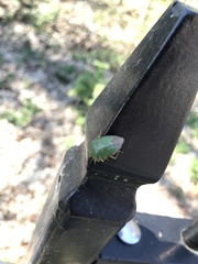 Palomena prasina
