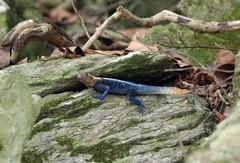 Agama lebretoni