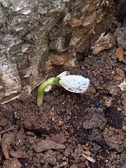 Scilla mischtschenkoana