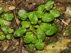 Trigonotis formosana elevatovenosa
