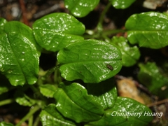 Trigonotis formosana elevatovenosa