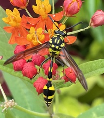 Phimenes flavopictus flavopictus