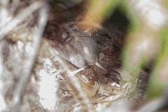 Pseudomys novaehollandiae