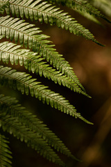 Pteris microlepis