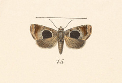 Tripudia idicra