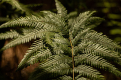 Pteris microlepis
