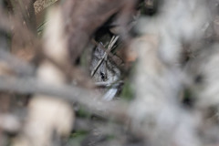 Pseudomys novaehollandiae