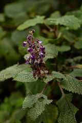 Coleus autranii