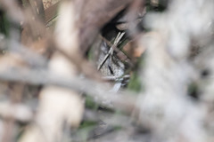 Pseudomys novaehollandiae