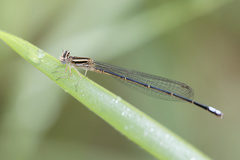 Pseudagrion kersteni