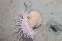 Actinostola callosa