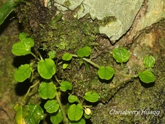 Trigonotis formosana elevatovenosa