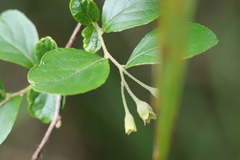 Styrax matsumuraei