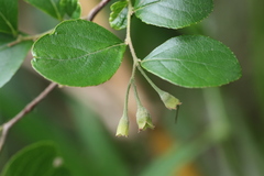 Styrax matsumuraei