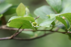 Styrax matsumuraei