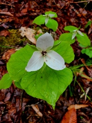 Trillium simile