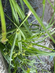 Cyperus eragrostis image