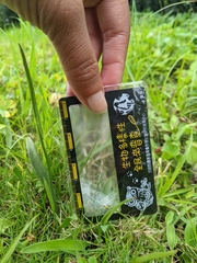 Ophioglossum thermale