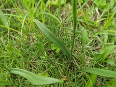 Ophioglossum thermale