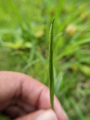 Ophioglossum thermale
