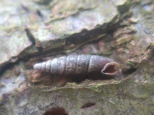 Common Door-snail, Noordwijkerhout, Zuid-Holland, Netherlands, photo 8 of 10