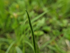 Ophioglossum thermale