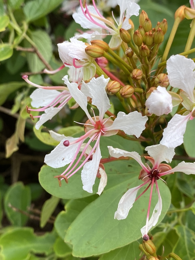 Bauhinia glauca (Bauhinia glauca)