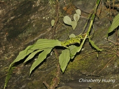 Cephalantheropsis