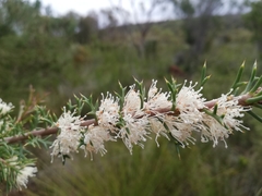 Hakea tuberculata