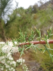 Hakea tuberculata