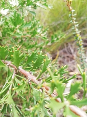 Hakea tuberculata