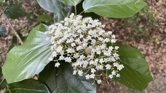 Viburnum japonicum