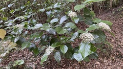 Viburnum japonicum