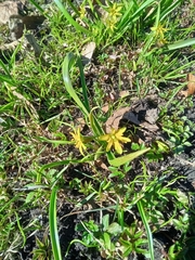 Gagea lutea