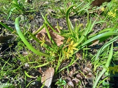 Gagea lutea