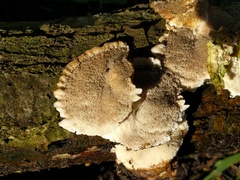 Skeletocutis amorpha