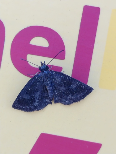 Staphylus melangon