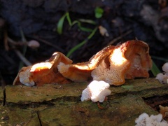 Skeletocutis amorpha